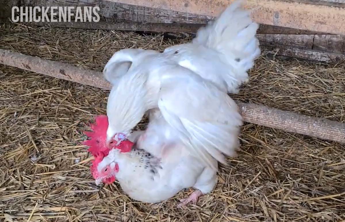 chickens mating process