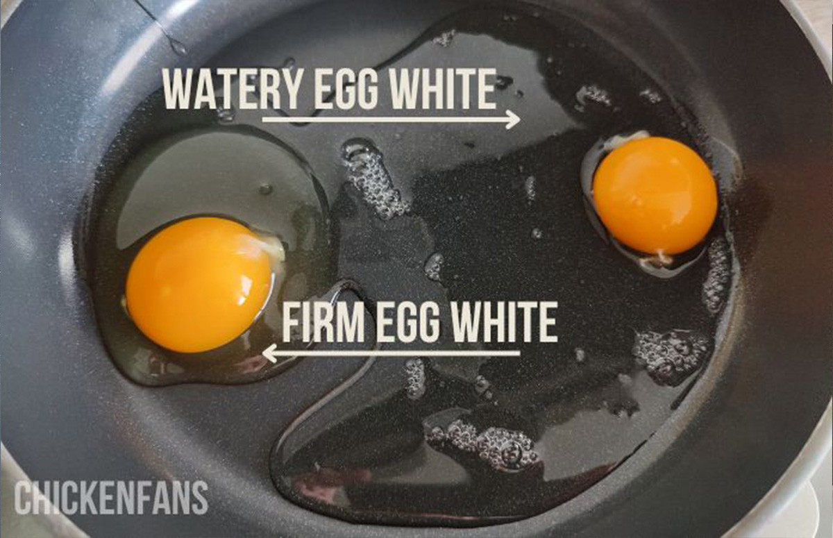 Watery Egg Whites Causes And Safe To Eat? Chicken Fans