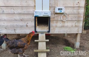 Best Automatic Chicken Coop Doors - Real-Life Testing (2024) | Chicken Fans