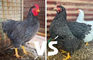 Barred Plymouth Rock: Breed Profile | Chicken Fans