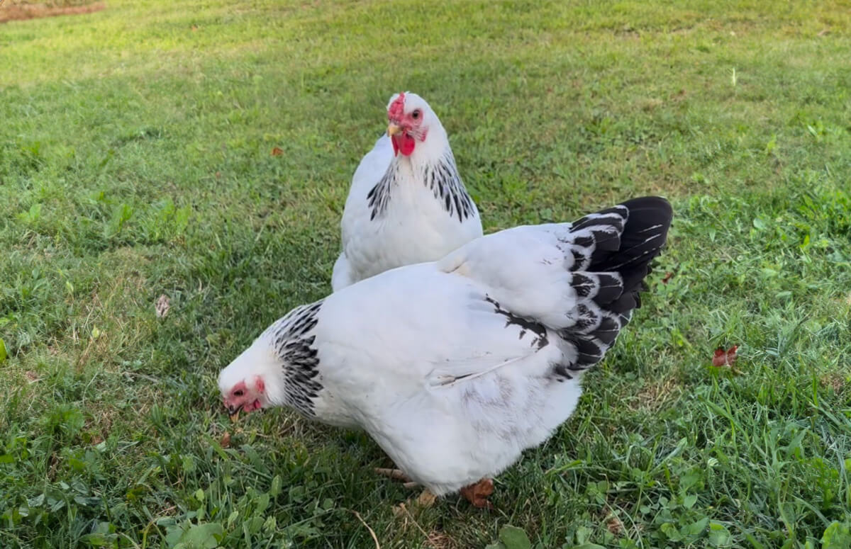 Columbian Wyandotte: Breed Profile | Chicken Fans