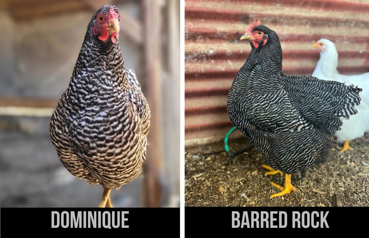 Dominique Chicken: America's Oldest Breed | Chicken Fans