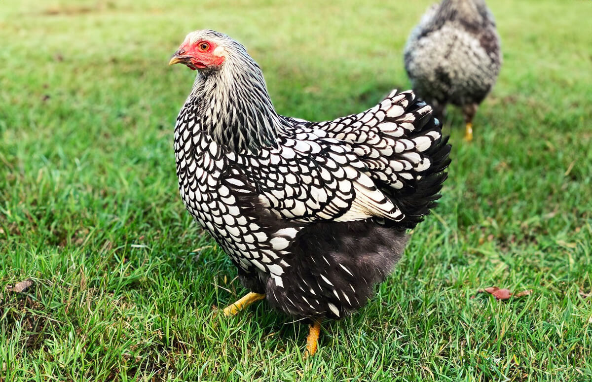 Silver Laced Wyandotte: Breed Profile | Chicken Fans