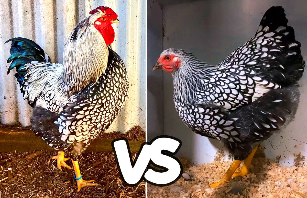 Silver Laced Wyandotte: Breed Profile | Chicken Fans