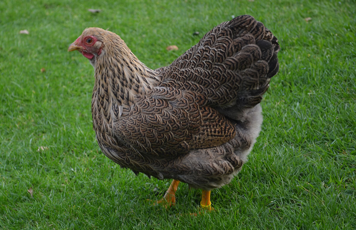 Buff Wyandotte: Breed Profile | Chicken Fans