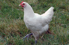 Ayam Pelung - Wikipedia