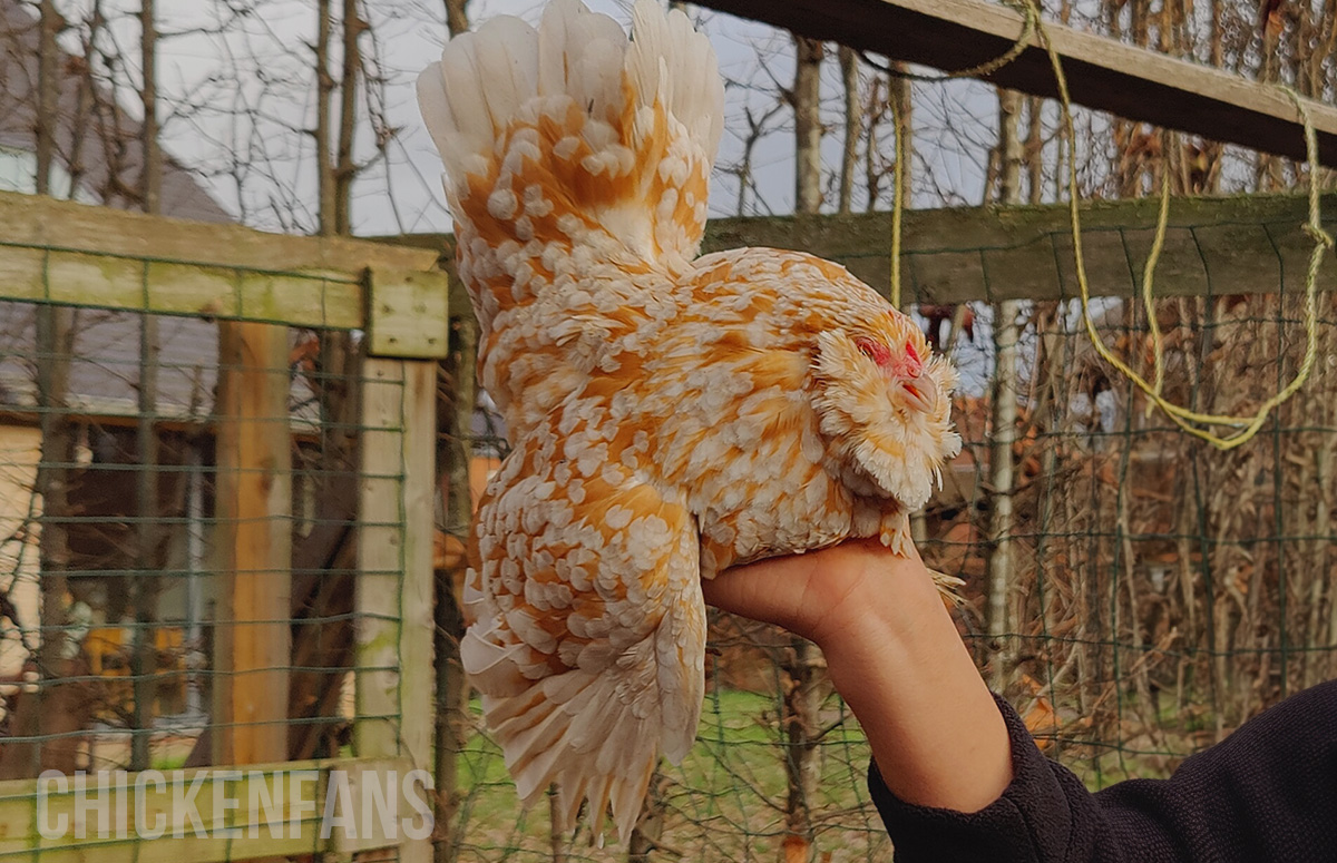 True Bantam Chicken Breeds - Poultry Producer