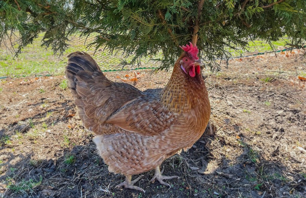 Calico Princess Chicken - A Complete Guide | Chicken Fans