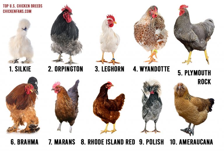 Most Popular Chicken Breeds in Every U.S. State in 2024 | Chicken Fans