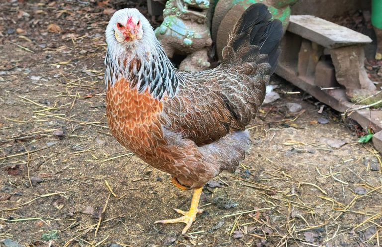 Prairie Bluebell Egger: Things To Know | Chicken Fans