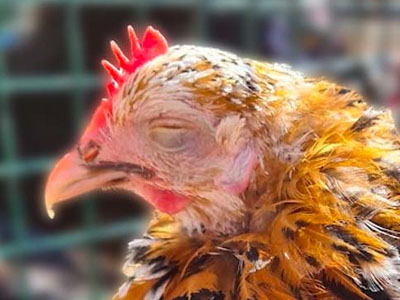 Chicken with Chronic Respiratory Disease
