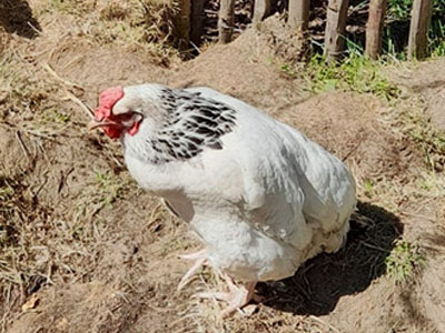 Egg bound chicken in penguin stance