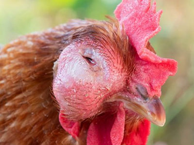 chicken with severe eye infection