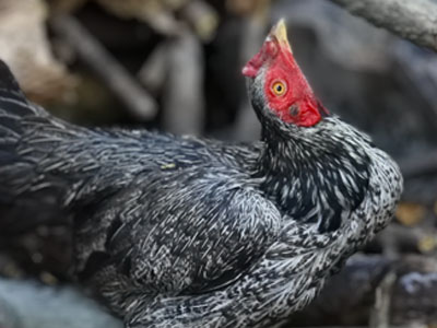 Newcastle Disease in Chickens