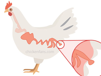 infographic of prolapsed vent in chickens