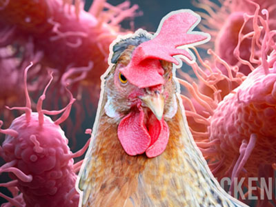 Salmonella infection in chickens