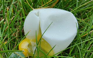 Soft shelled eggs