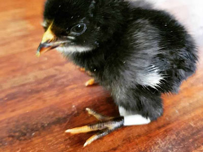small chick with spraddle legs and bandage