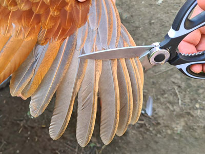 Wing clipping