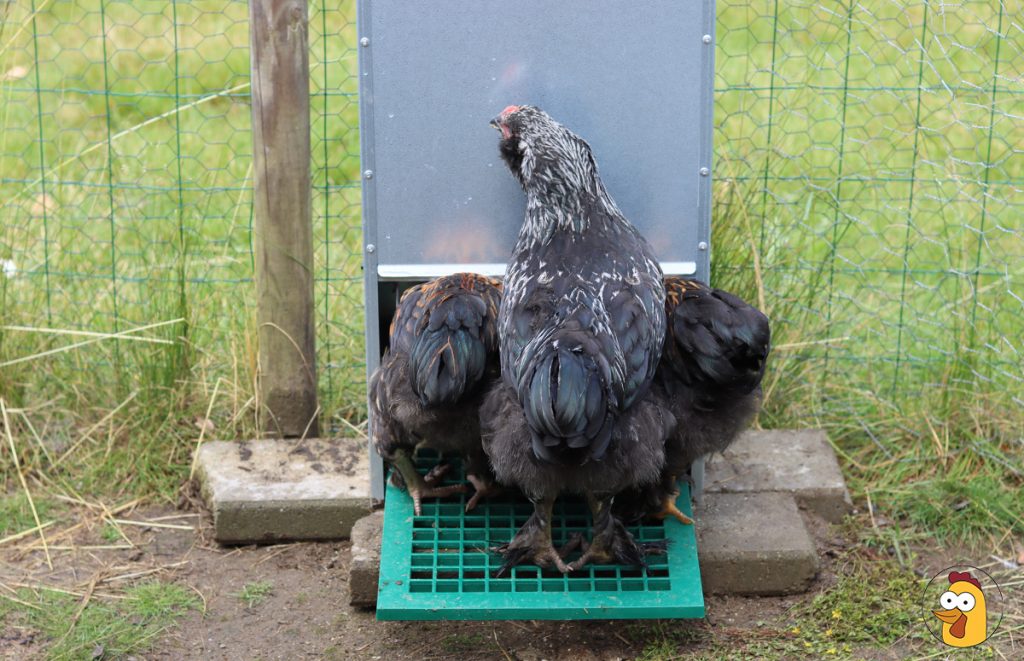 three chickens using the feed-o-matic automatic feeder