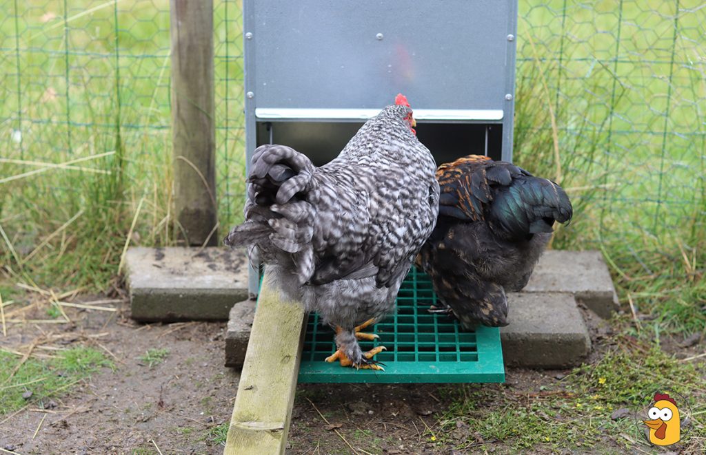 chickens standing on the feed-o-matic automatic feeder