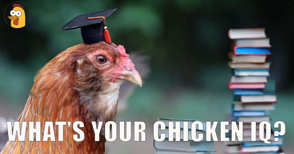 what's your chicken IQ quiz