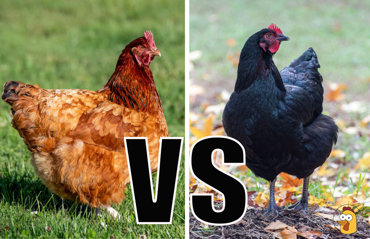 Are Heritage Breeds Truly Superior To Hybrids? | Chicken Fans