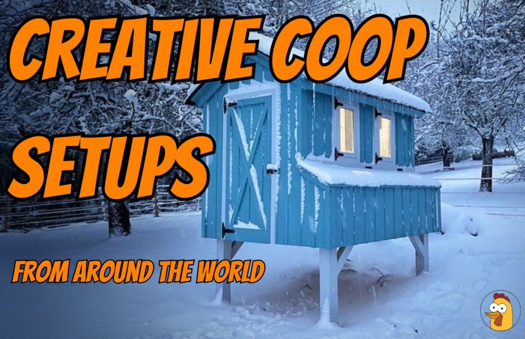 creative coop designs